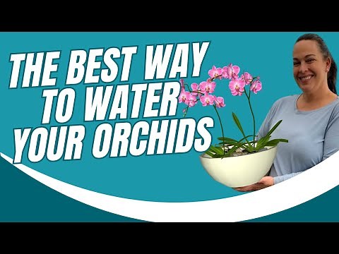 The Best Way to Water Orchids #orchids #orchidcare #plantcare