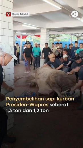 Penyembelihan sapi kurban Presiden-Wapres seberat 1,3 ton dan 1,2 ton di Masjid Istiqlal