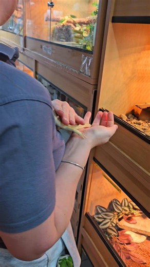 549K views · 12K reactions | Check out how friendly our berber skinks are  They are so eager to come out to us that as soon as we open the door, they run onto our hand. This one, in particular, will happily chill sat in your neck or on your head  | Lincoln reptile and pet centre ltd | Facebook