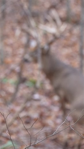 The rut is on! Bucks are chasing, temps are dropping, and it’s prime time in the woods. There’s nothing quite like this time of year at Gopher Ridge Farms. Hunts are still available for the 25/26 season. Visit our website for more info. (Linked in bio). #whitetail #deer #buck #deerseason #hunt #rut | Gopher Ridge Farms