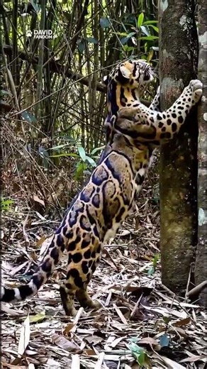Rare Clouded Leopard Sighting 🐆✨ A Hidden Wild Beauty You’ll Never Forget 🌿👀