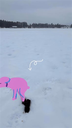 Mirror Lake Watershed Association | Yes, we took a picture of dog poop on Mirror Lake today. Please bag your dog’s poop and dispose of it in a trash bin. When the ice melts,... | Instagram