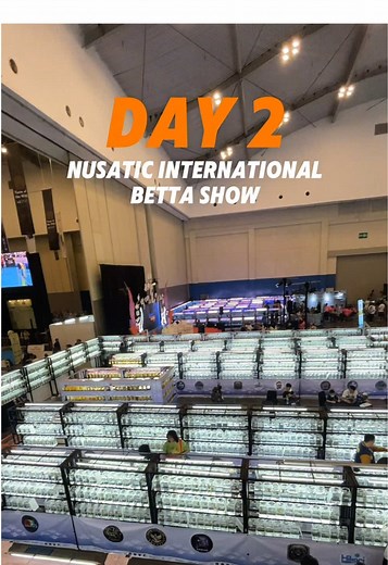 Day 2 Nusatic International Betta Show #nusatic #nusatic2025 #bettafish #betta