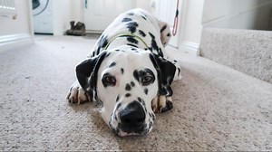 Watch: Man scaled building to save dog from slipping through a balcony