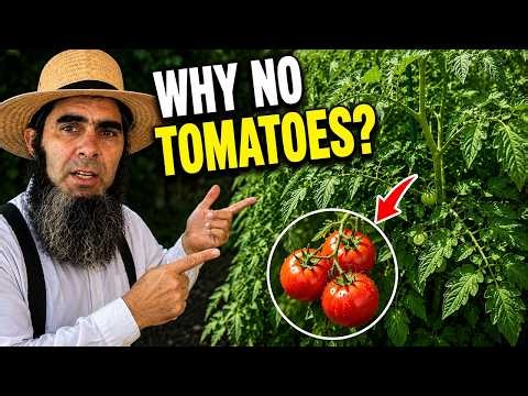 Your Tomato Plants Look Healthy... So WHY Are There No Tomatoes? 🍅 | Amish Gardening