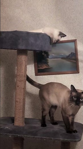 Funny Siamese Cats Video | Cute Cat Fight #cats #cat #funny #funnymemes