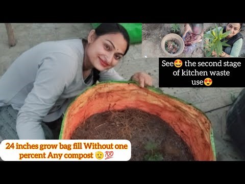 See the second stage of kitchen waste use😍/24 inches grow bag fill without one percent any compost 🫡