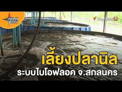 Nile Tilapia farming using the Biofloc system in Sakon Nakhon Province | Careers across Thailand ...