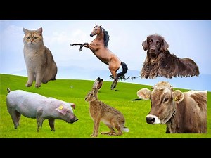 Farm Animals in Real Life: Sheep, Cow, Pig, Goat, Chicken | Nature Sounds