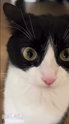 Excuse me sir #cat #meme