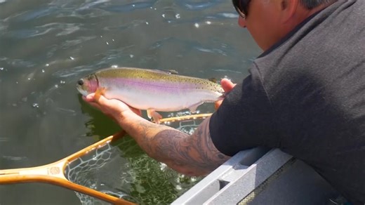 Check out this Teaser Clip from Show #3 of Series 27 of Sport Fishing on the Fly; Shallow Water Chironomids. FULL version will be available on our YouTube channel early 2024 and all our SFOTF Members can watch the extended version, commercial free on our website...enjoy!! #flytying #troutflies #flyfishing #chironomids | Sport Fishing on the Fly - SFOTF