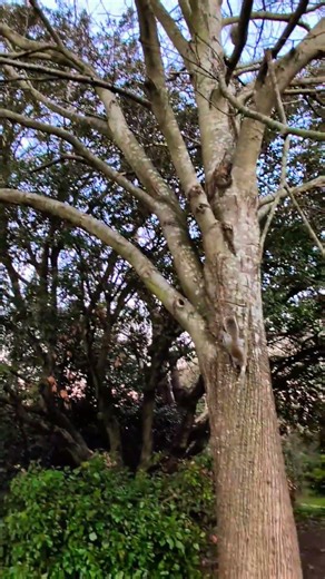 Squirrel climbing down tree 🪜🌲