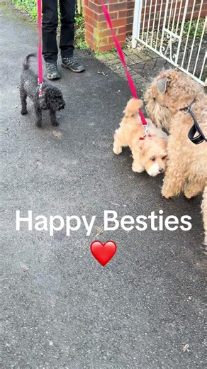 Rufus meeting his buddies on afternoon walk with mummy. Teddy was particularly excited to meet Rufus. #dog #dogs #dogtok #fyp #creatorsearchinsights