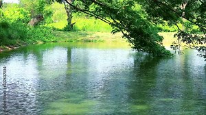 Monkey Pod Large perennial plant, 15-20 meters high, with many branches, small leaves, pink flowers branch tree moving by wind over surface of lake Stock Video