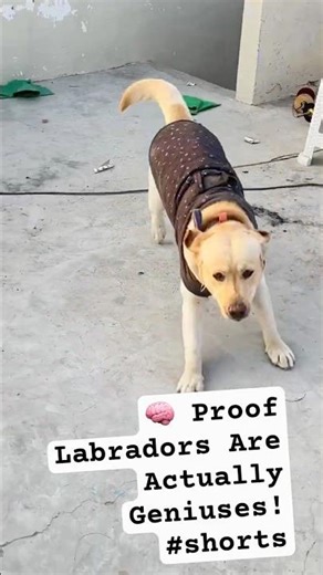 🧠 Proof Labradors Are Actually Geniuses! #shorts #ytshorts