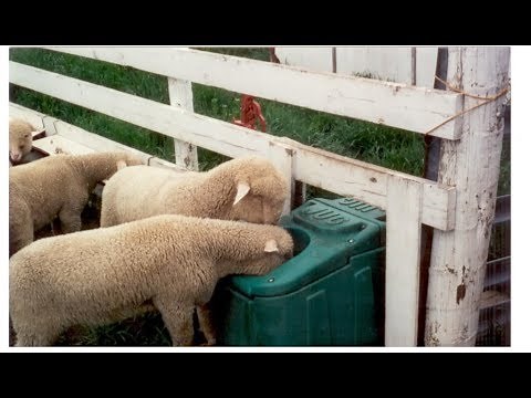 The Jug Waterer - Clean Fresh Water For Your Livestock/Horses