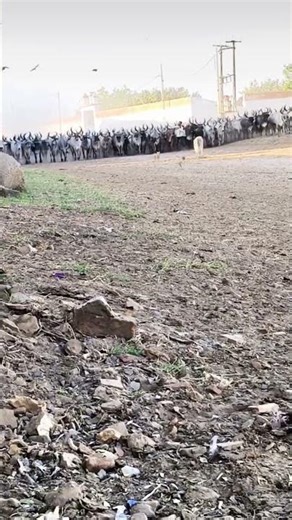 કાકરેજ ગાય કચ્છ #kakrej