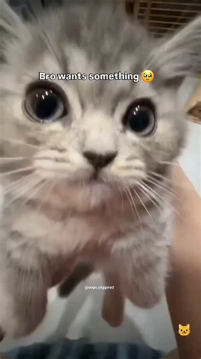 LaughNowCryLater on Instagram: "Follow @oops.triggered for more such daily content This video is a highly relatable piece of social media commentary that captures the high-stakes anxiety and immediate regret that comes with a "view-once" or temporary media message. The text overlay, "When she sends you a view-once photo," sets up the universal scenario where a limited-time photo is received, creating an intense singular opportunity to view the content. The stakes are instantly raised because the