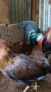 Para hindi tumakbo ang pullet or inahin kapag nasa bre€ding pen , ito lang gawa ko ✅💯 #remilvlog #noanimalswereharminthispost #noanimalswereharmedinthisvideo | REMIL Vlog