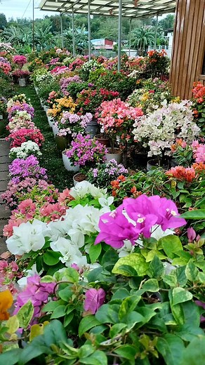 3.3K reactions · 571 shares | Flower is the symbol of love,care and compassion  We are selling bougainvilleas PICK UP lang po  #thankfulgratefulblessed #ohbetandannalynhernandezgarden #PandiBulacan #happyvalentinesday  #sellingbougainvillea  | Annalyn GC Hernandez | Facebook