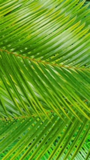 🇲🇾 MALAISIE ÉTÉ 2025 🇲🇾 Combinée de rêve Kuala Lumpur & l’îles Langkawi Plusieurs Hôtels de 5 étoiles et 4 étoiles de luxe vous attend avec Gherbi Travels selon votre date de départ. Réservation : 0770 94 89 17/0558 22 62 48 🏁Hôtels Kuala Lumpur : ⚜️Hotel Wyndham KLCC Suites 5 étoiles 🏁Hôtels Langkawi : ⚜️Hotel The Riyaz Lavanya 5 étoiles ⚜️Hotel Holliday Villa 4 étoiles ⚜️Hotel Pelangi Beach Resort 5 étoiles ✅ Nos Départs : DU 18 Aout AU 28 Aout 𝟐𝟎𝟐𝟓 EK DU 24 Aout AU 04 Ao