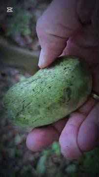 Amazing fruits #survival #bushcraft #outdoors #fruit