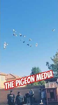 world cup preliminary fly (Keith London) #rollerpigeon #thepigeonmedia