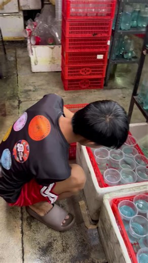 Goodmorning!!! Sobrang gaganda talaga!! At pwedeng pwede itong icheckout sa randoms ito ang link!! shopee.ph/davidstalisayonline Other links 🔥 PACKAGE DEALS: ✅ 30pcs 7 Randoms — ₱3,400 👉 https://ph.shp.ee/mJGS8qG ✅ 20pcs 1 Random Male — ₱2,800 👉 https://ph.shp.ee/o7DgJbM ✅ 15pcs 1 Random Male — ₱1,900 👉 https://ph.shp.ee/AjbXKsn ✅ 10pcs 1 Female — ₱999 👉 https://ph.shp.ee/yYDc6oY 📦 Limited stocks only! ⏳ Unahan na bago maubos — quality Thai import guaranteed! HMPK 3pcs for 399🎲🔥 Link: ht