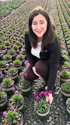 Frost-to-Frost Color: Dreameria™ Armeria Delivers