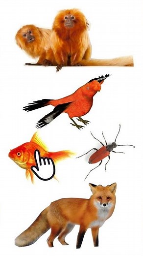 🟠 5 Lovely Orange Animals | Orange Animal Examples #orangecolor #orangechallenge