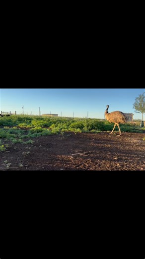 The Emu’s love doing their zoomies in the morning. It’s one of the most joyful times of the day. Love these guys ❤️❤️ #emu #emus #someonenotsomething #sanctuary #rescue # | Rooster Sanctuary at Danzig's Roost