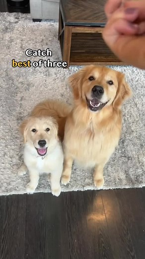 Golden Retriever Catch Challenge