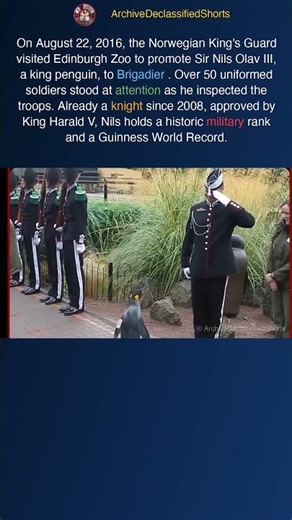 The King Penguin Promoted to Brigadier