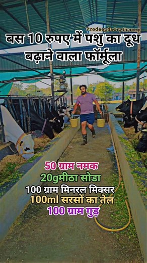 Pradeep Kumar on Instagram: "A dairy farm is an agricultural operation that raises animals, primarily cows, buffalo, goats, or sheep, for the production of milk, which is then processed into products like cheese, yogurt, butter, and ice cream, or sold as liquid milk for human consumption, focusing on animal health, welfare, and maximizing milk yield. Animal Husbandry: Farmers provide housing, food (roughages, concentrates), water, and medical care to keep their animals healthy and productive. Mi