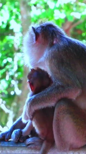 103015 #monkey #monkeysr #animals #babymonkey #wildlife #cute #zoo #nature #cuteanimals