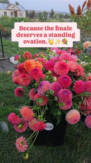 Every bouquet subscription is beautiful in its own way. Flowers are beautiful without even trying. They were just made that way. But dahlias end the flower season in a showstopping and breathtaking way. Photos can't capture the depth of colors in each bloom. To get the best dahlias we have at the flower farm, sign up for a deluxe or mason jar bouquet subscription and end the summer with dahlias. Comment 'bouquet' for the link to sign up for bouquet subscriptions. | 3 Girls Garden | Facebook