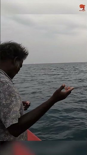 Catching Horse Eye Jack using prawn bait! #fishing #fishingvideo #fishingtime