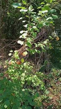 Chinese Tallow Tree: Hidden Provision, Healing, and Metaphysical Fire