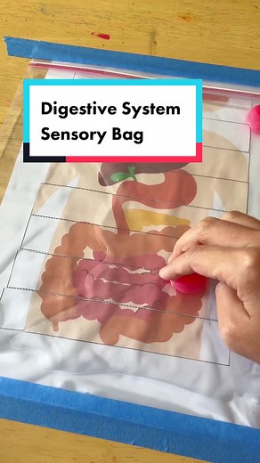 Discover the Digestive System with a Sensory Bag!