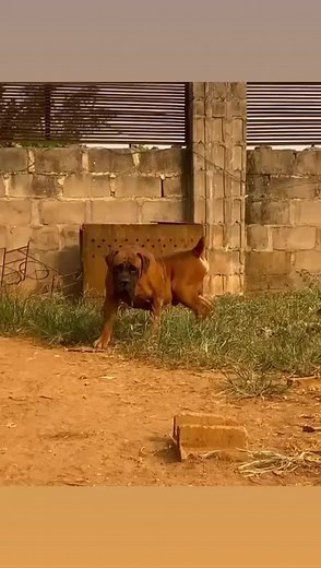 LOGO KENNELS on TikTok