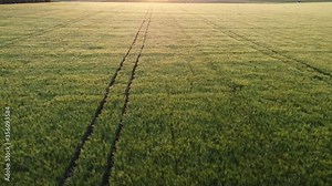 Fly over a field of wheat, tracks from people on crops of young green wheat.