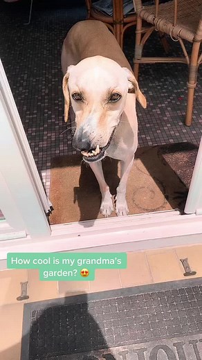 Exploring Grandma's Beautiful Garden with Alan the Dog
