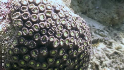 Explore the fascinating underwater world of the Philippines. Close encounter with a vibrant Favia or Favites colonial stone coral, a member of the Faviidae family, growing strong.