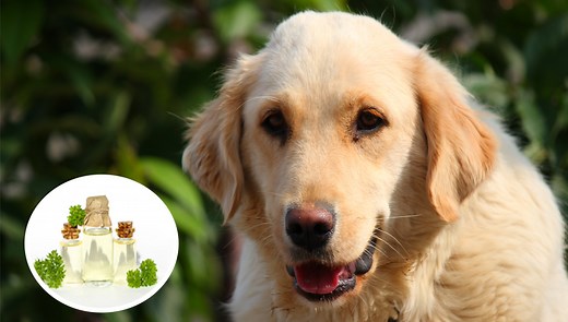 How to Make a Homemade Dog Dental Spray - A DIY Guide