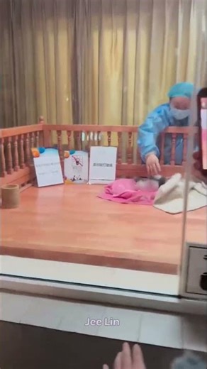 Queue for an hour! Watch the cat for one minute 😂 Panda #Panda #Giant #Animal