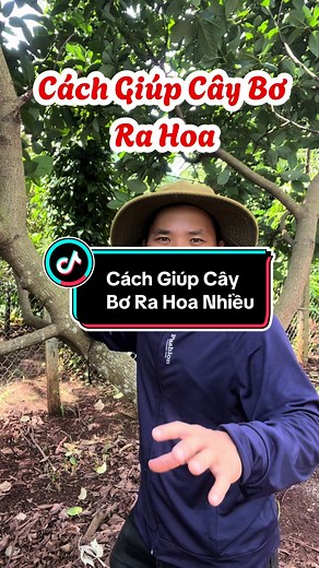Cách Giúp Cây Bơ Ra Hoa Nhiều#trongcay #lamvuon #trongrau #