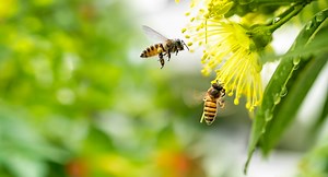 What Is Model Deployment? | IBM
