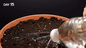 Growing guava tree from seed time lapse (107 days)