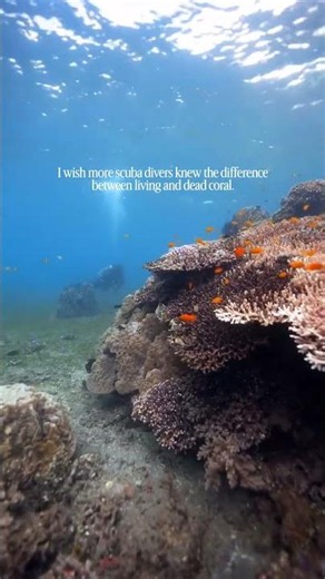 Dead Coral vs Live Coral, Can You Tell the Difference? 👀🪸 Coral Biology Explained #marineresearch