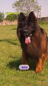 Top 5 Smartest Dog Breeds in the World #vlog #BelgianMalinois #GermanShepherd #BorderCollie